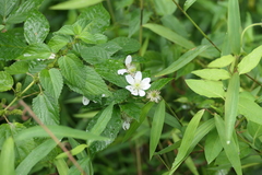 Rubus pensilvanicus