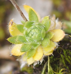 Androsace chamaejasme