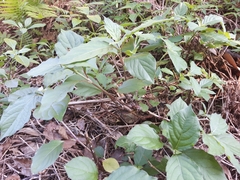 Achyranthes splendens rotundata