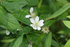 Rubus pensilvanicus