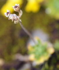 Androsace chamaejasme