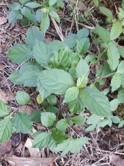 Achyranthes splendens rotundata