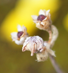 Androsace chamaejasme