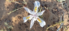 Moraea fugax
