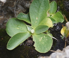 Primula auricula