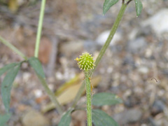 Ranunculus