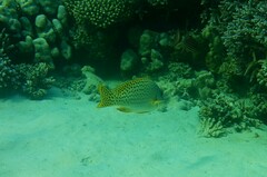 Plectorhinchus gaterinus