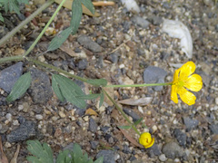 Ranunculus