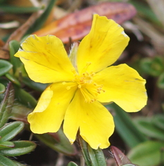 Helianthemum
