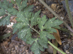 Ranunculus
