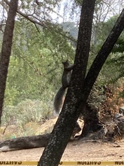 Sciurus carolinensis