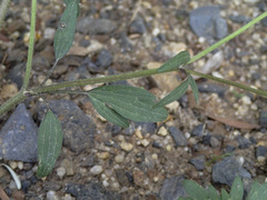 Ranunculus