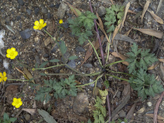 Ranunculus