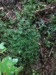 Atrichum undulatum