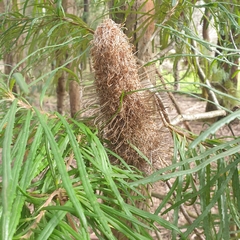 Banksia cunninghamii