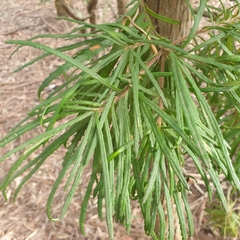 Banksia cunninghamii