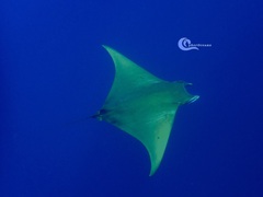 Mobula tarapacana