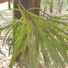 Banksia cunninghamii