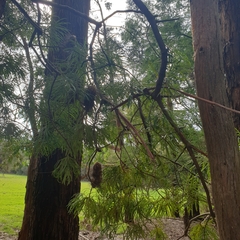 Banksia cunninghamii