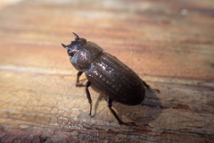 Velutinodorcus carinulatus