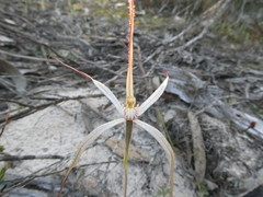Caladenia capillata