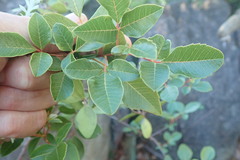 Searsia tomentosa