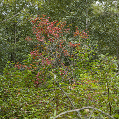 Viburnum opulus americanum