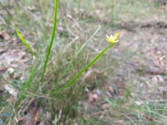Tricoryne anceps