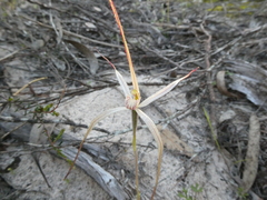 Caladenia capillata
