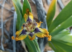 Ferraria
