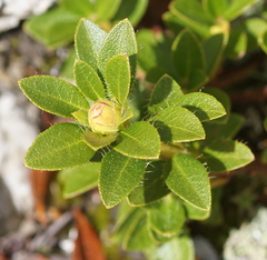 Rhododendron hirsutum