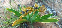 Ferraria