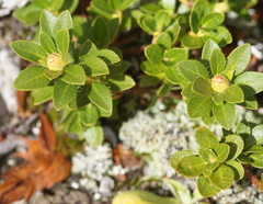 Rhododendron hirsutum