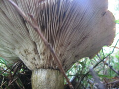 Lactarius turpis