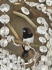 Lonchura leucogastroides