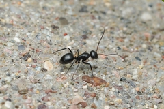 Camponotus mina
