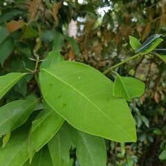 Syzygium ridleyi