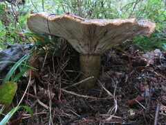 Lactarius turpis