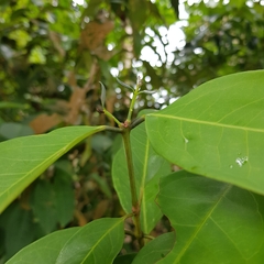 Syzygium ridleyi