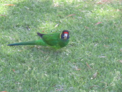 Barnardius zonarius semitorquatus