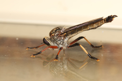 Asilidae