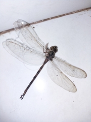Gynacantha