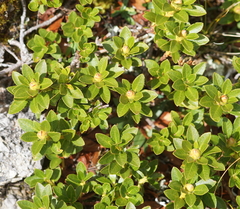 Rhododendron hirsutum