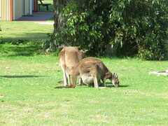 Macropus fuliginosus