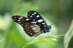 Graphium leonidas