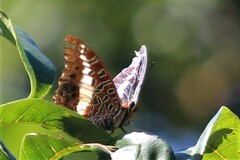 Charaxes brutus natalensis