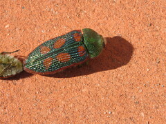 Stigmodera cancellata
