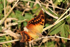 Charaxes candiope
