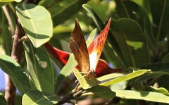 Charaxes varanes varanes