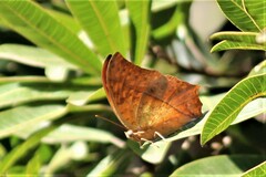 Charaxes varanes varanes